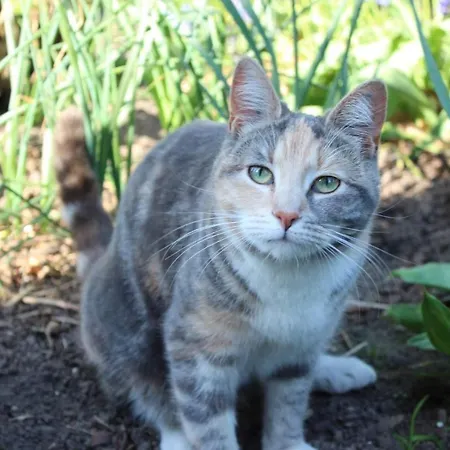 住宿加早餐酒店 Piccobello Koge 3*