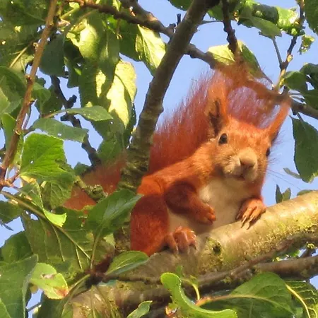 Piccobello Koge Valloby