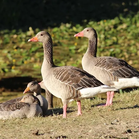 Piccobello Koge 3* Valloby